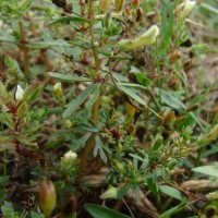 Limnophila indica (L.) Druce